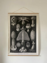 Basidiomycetes wall hanging