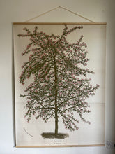 Canvas wall hanging Malus Floribunda Buds