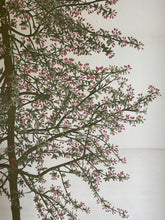 Canvas wall hanging Malus Floribunda Buds