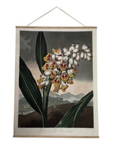 Canvas wall hanging - The Nodding Renealmia